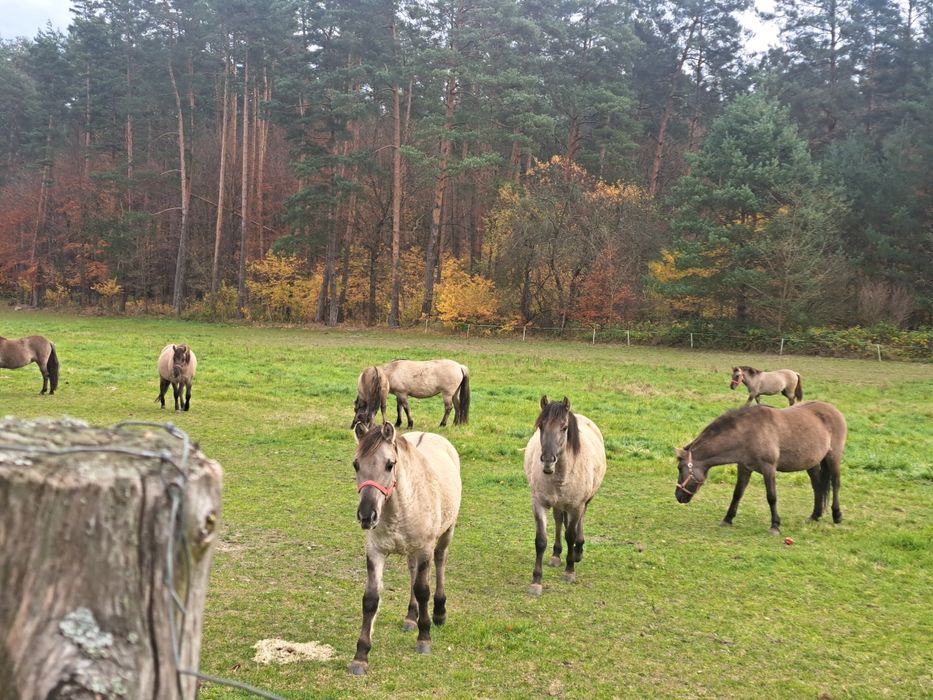 Koniki Polskie - redukcja stada