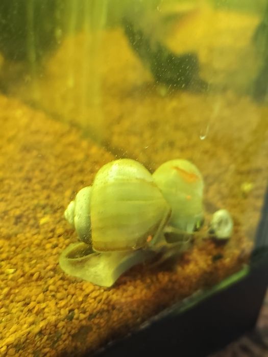 Amplularia azul caracol