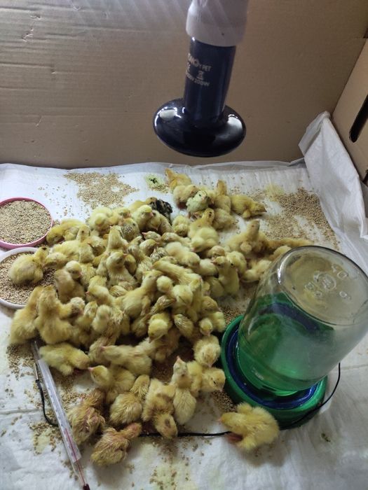 Інфрачервона лампа для тераріуму, для курчат. керамічна