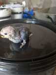Vendo roseicollis bebes para acabar de criar a mao
