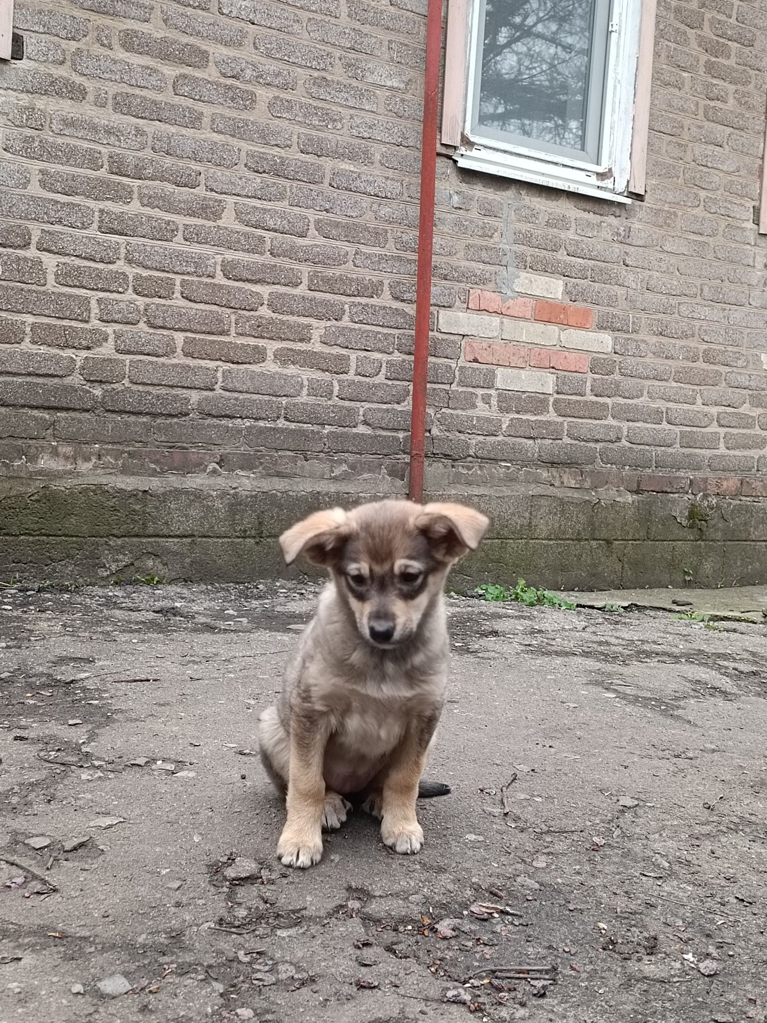 Щенок , девочка, отдаю в хорошие руки