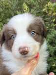 Border collie samiec czekoladowy