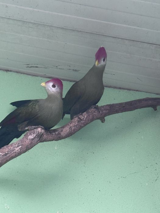 Vendo casal de TURACO CRISTAL