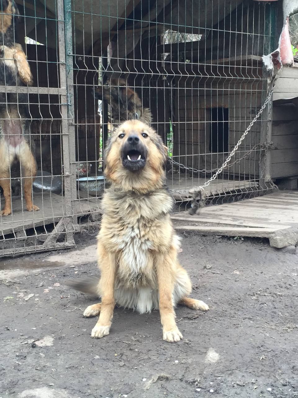 Віддам собак в хороші руки (безкоштовно)