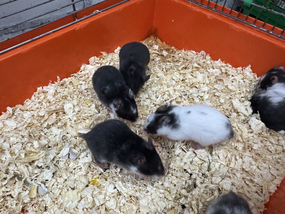 Chomik syryjski młode