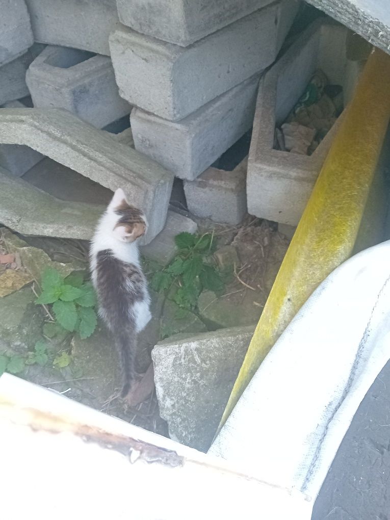 Oddam koty  do adopcji
