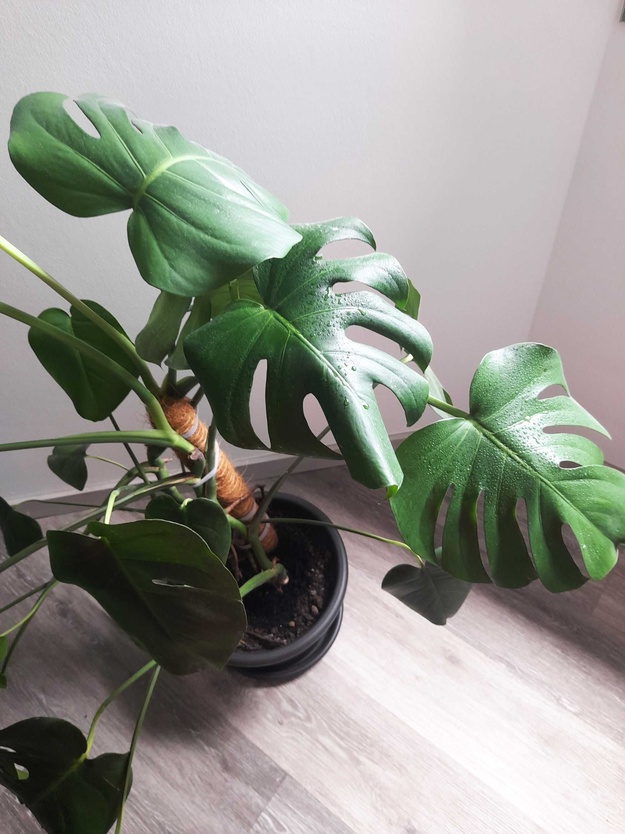 Monstera deliciosa / Costela de Adão / Planta natural