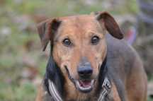 Pies "Rambo" - do adopcji