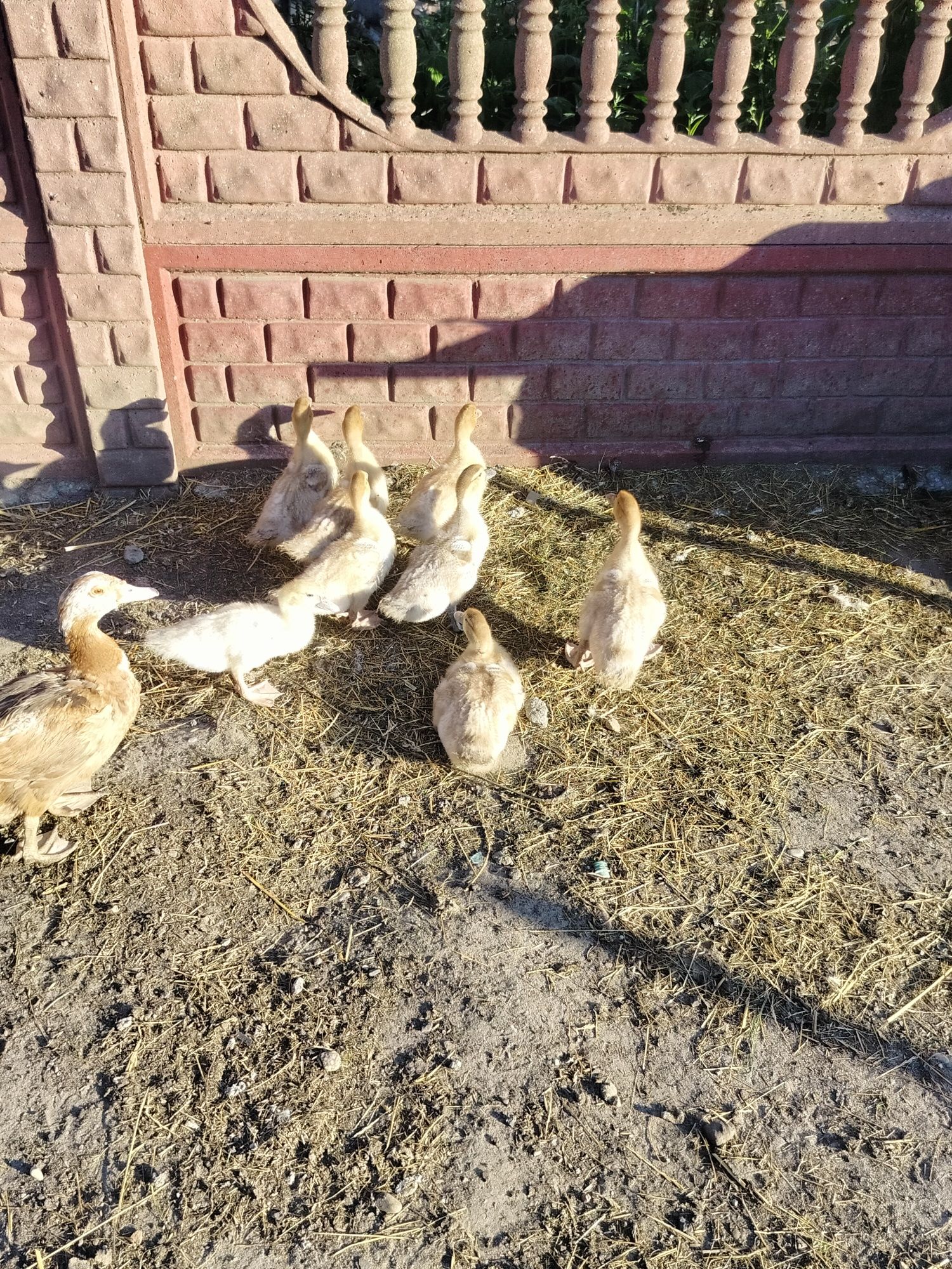 Sprzedam kaczaki  francuskie