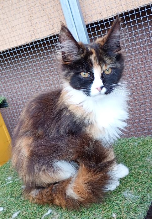 Kotka Maine coon do hodowli