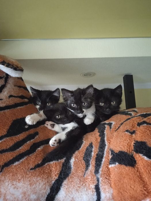 Отдам котят в добрые руки