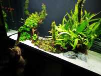 Akwarium aquel gloss z szafką 100x40x60+2x LED aqulel whithe/plant 16w