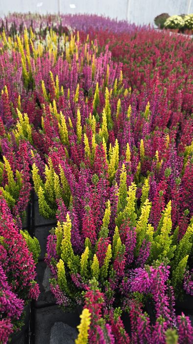 Wrzosy chryzantemy dynie ozdobne