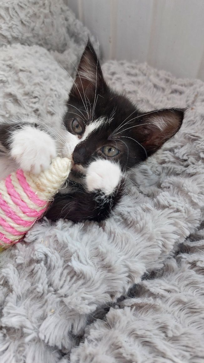 Кошеня, маленьке кошегя, котята, кішечка, киця у добрі руки