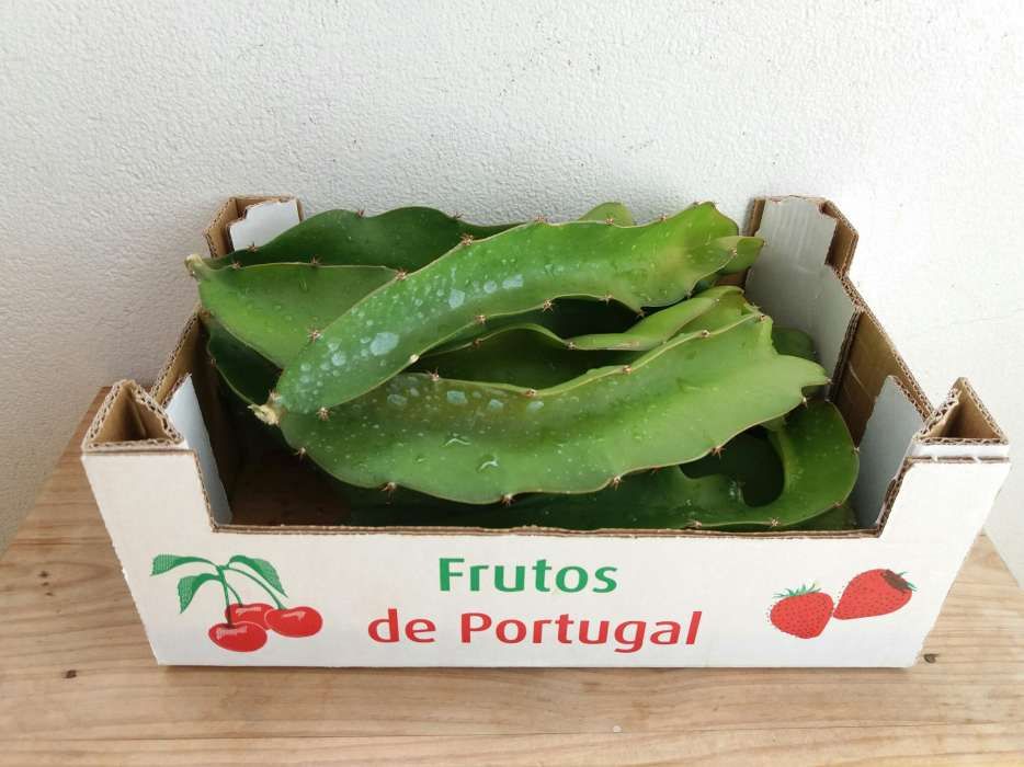 Estacas de Pitaia | Pitaya | Fruta do Dragão