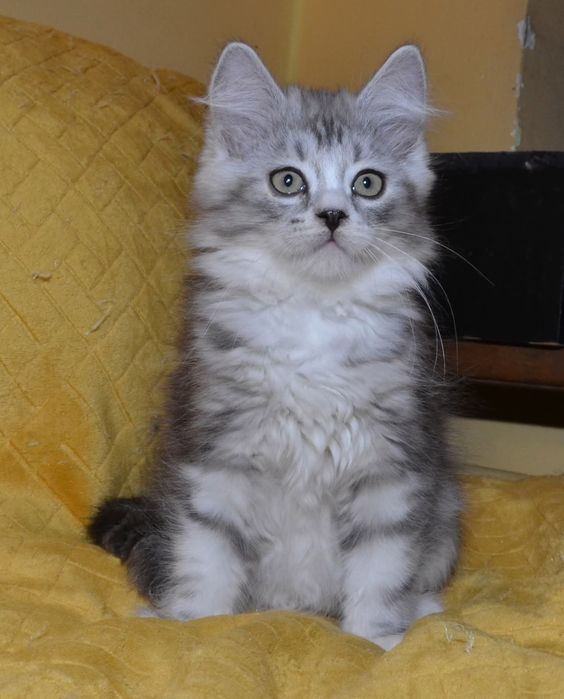 Rodowodowy kot syberyjski * kocurek Diamond * rodowód FPL/FIFE