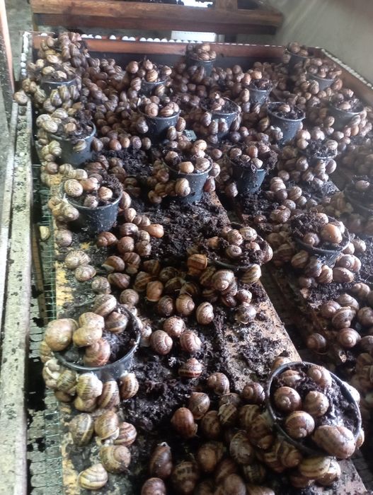 Маточне стадо равлика.Мальок равлика Muller.