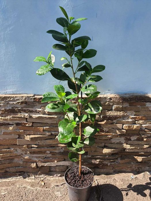 Цикас филодендроны фикусы Кинки Белиз Мокламе