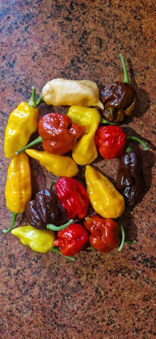 Семена Острый перец Carolina Reaper,Scorpion,Bhut Jolokia,Ghost Peach
