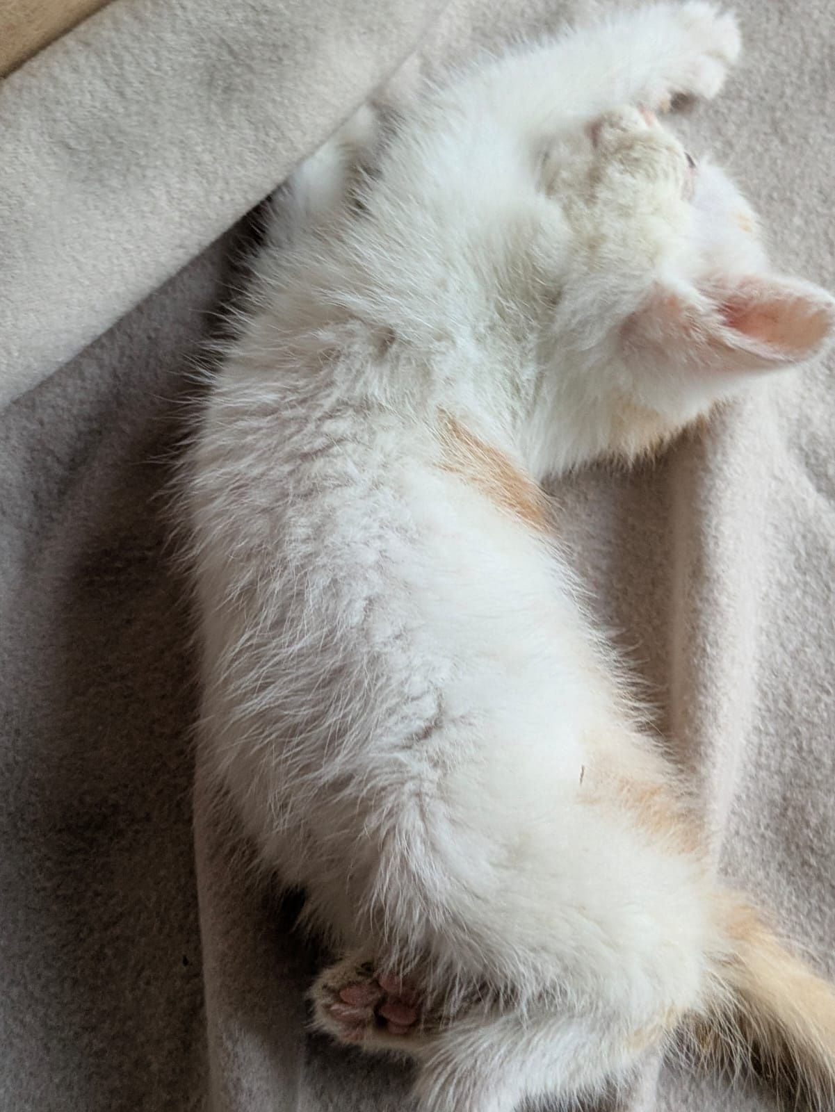 Kot kotek do adopcji