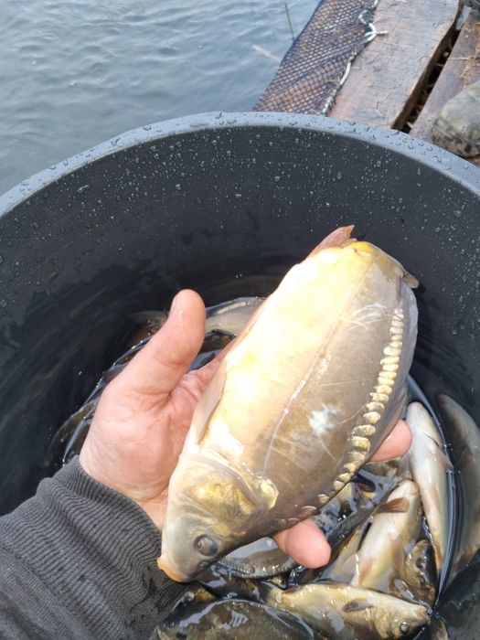 Narybek lina,karpia,amura,Tołpyga,Karaś pospolity