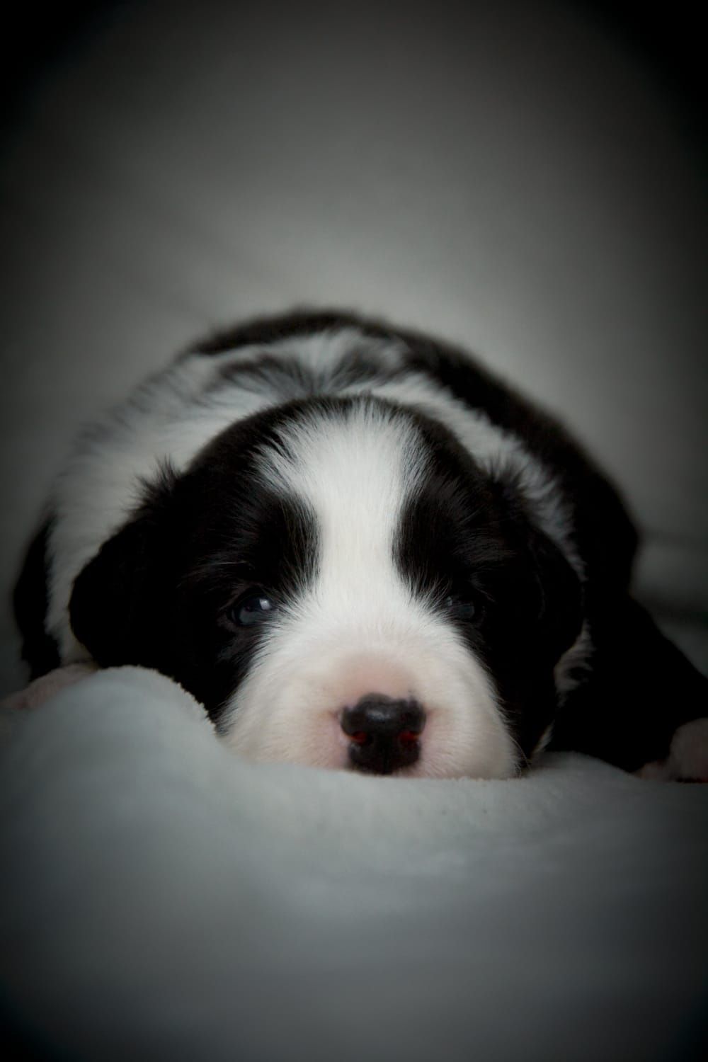 Piękny PIESEK border collie z metryką ZWIĄZKU Kynologicznego w Polsce.