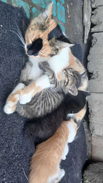 Подарую в добрі руки кошенят