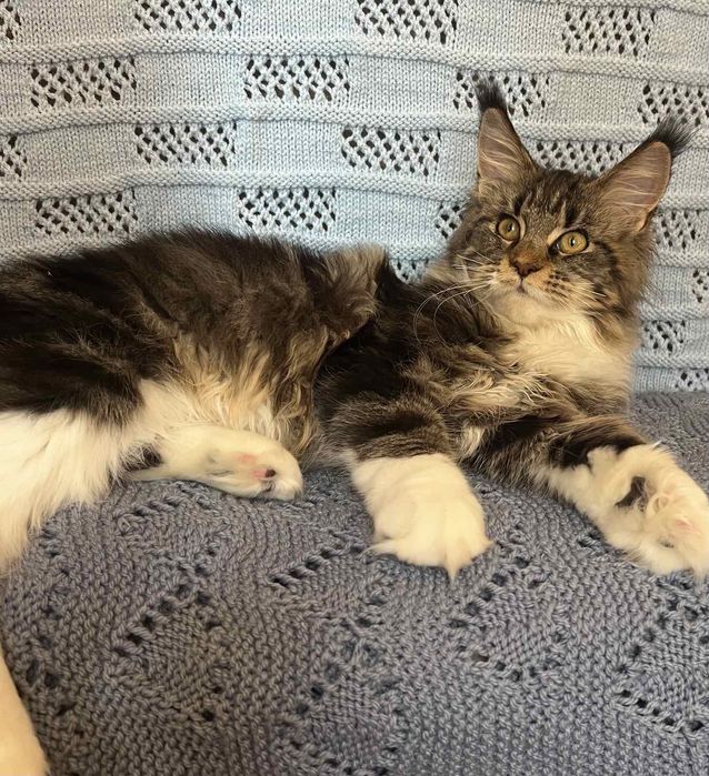 Шикарный котенок мейн-кун (девочка)