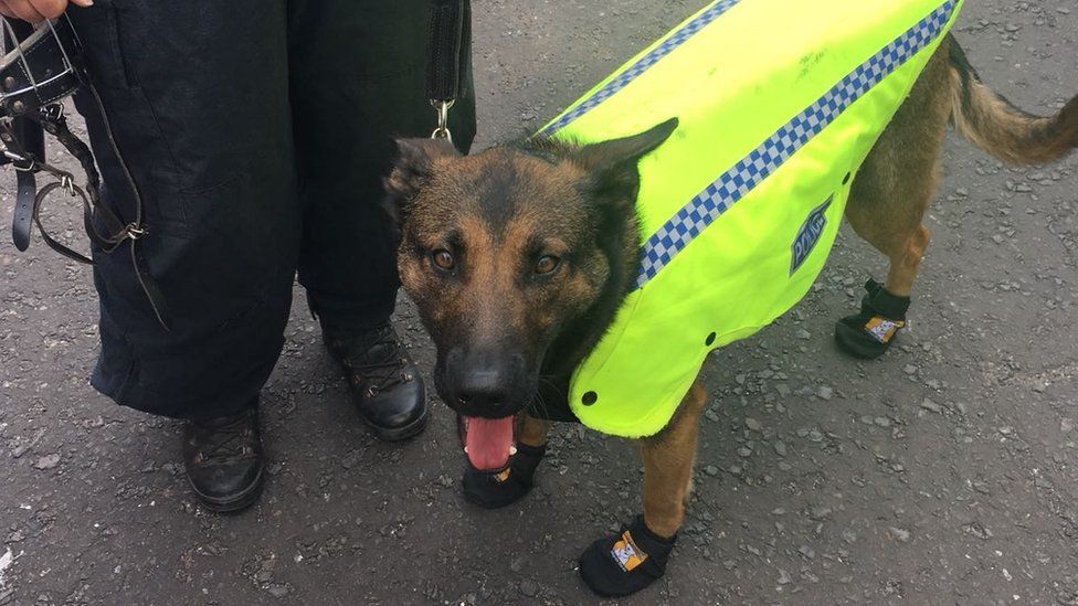 Conjunto de 4 Botas novas na caixa tam L proteção para animal