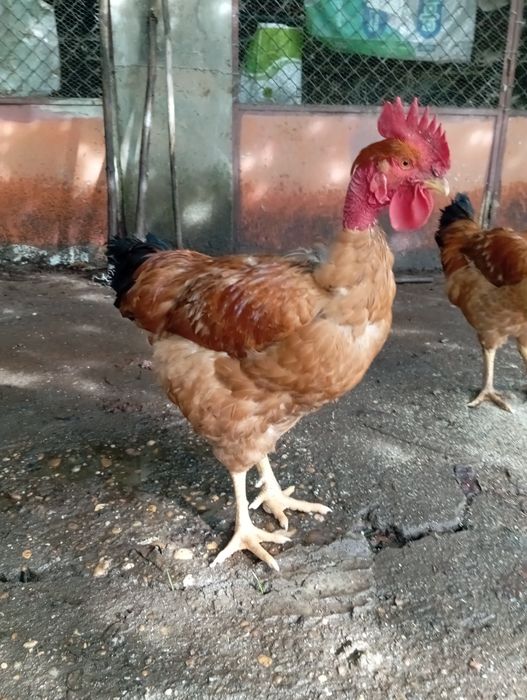 Galos criados ar livre