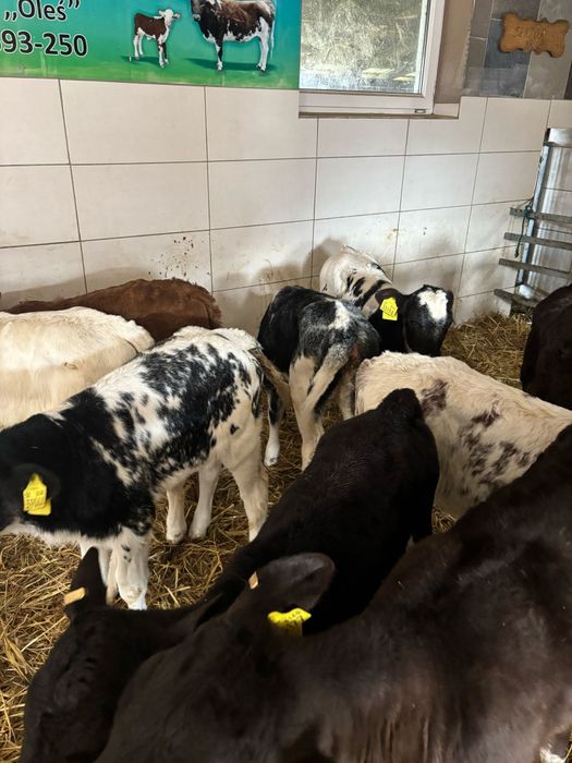 Cieleta najwyższej jakości piękny materiał