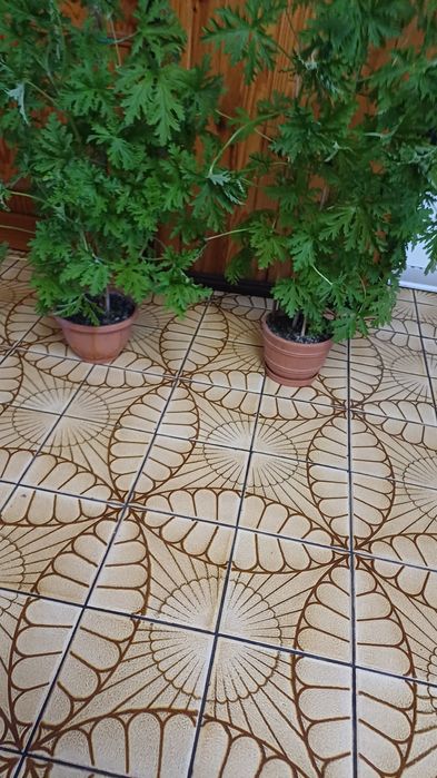 Dom i ogród kwiaty  doniczkowe Geranium inaczej Anginka