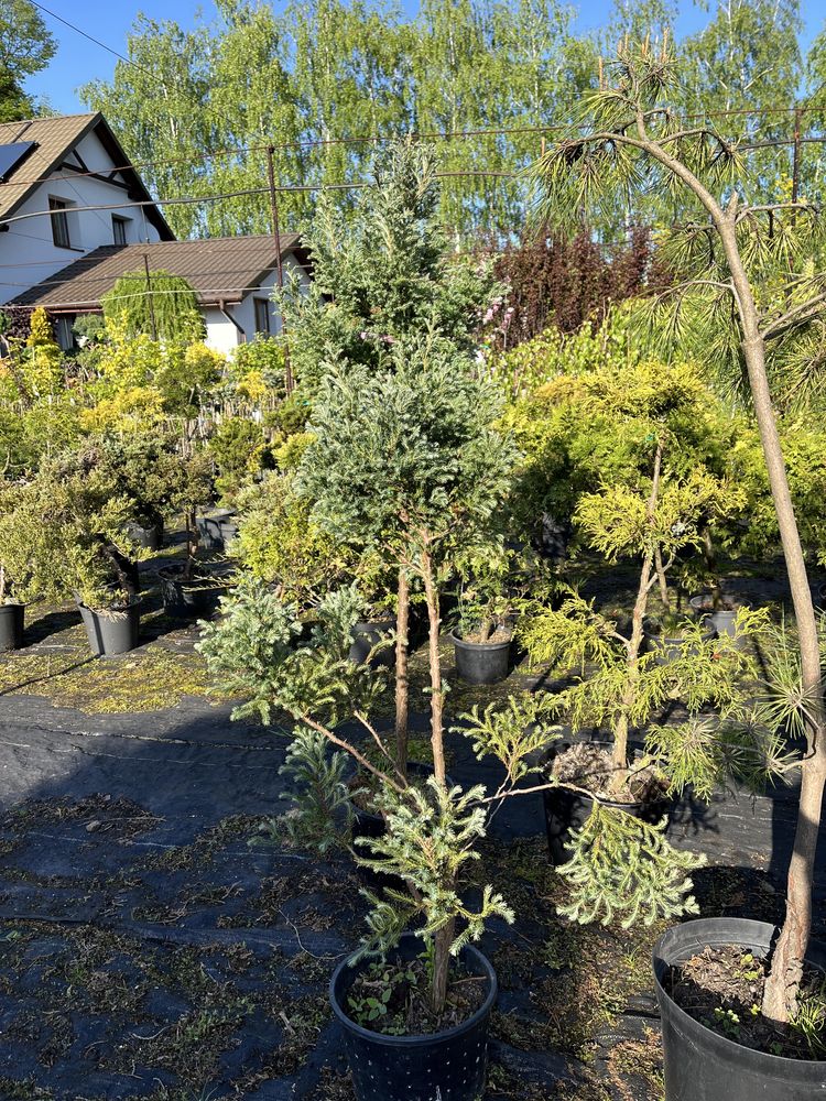 Bonsai iglaki formowane sosna tuja cyprys cyprysik na pniu szczepione