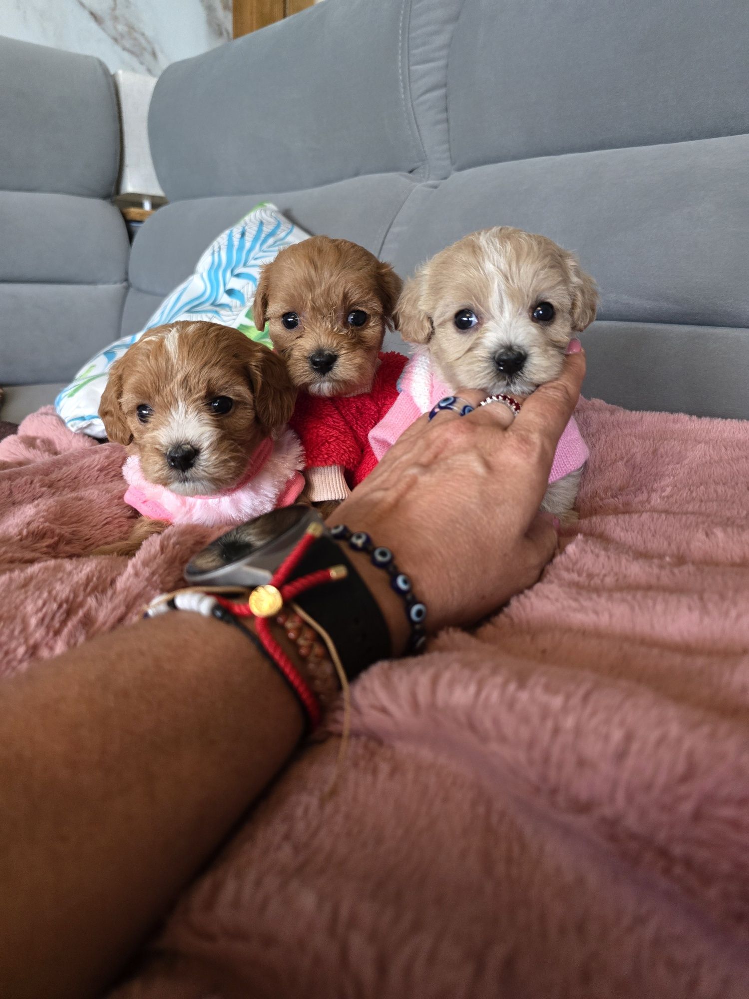 Maltipoo sunia śliczna