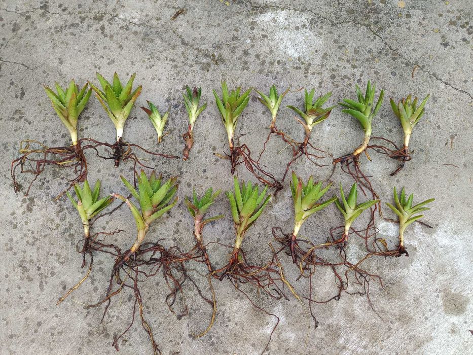 Suculenta/cacto aloé coral