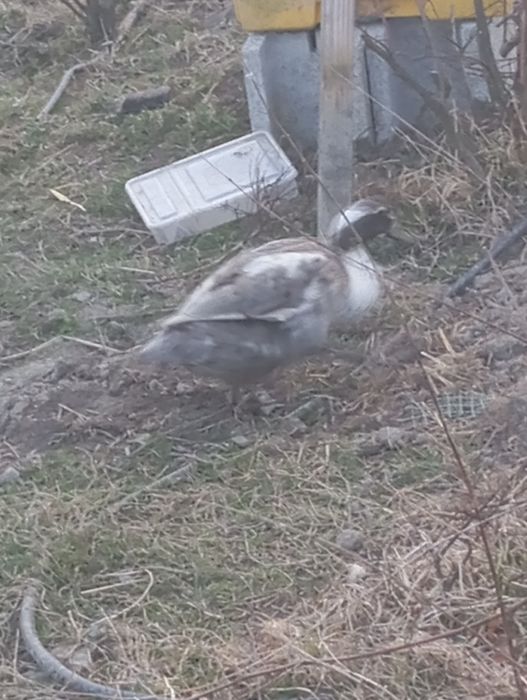 Kaczki biegusy pogromcy ślimaków jaja do wylęgu a także młode kaczki