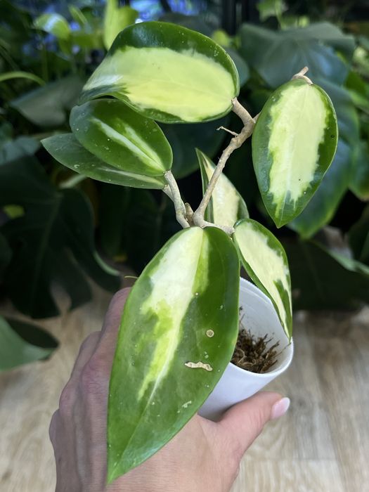 Hoya Acuta variegata