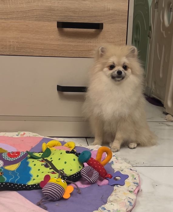 Підрощена помераночка