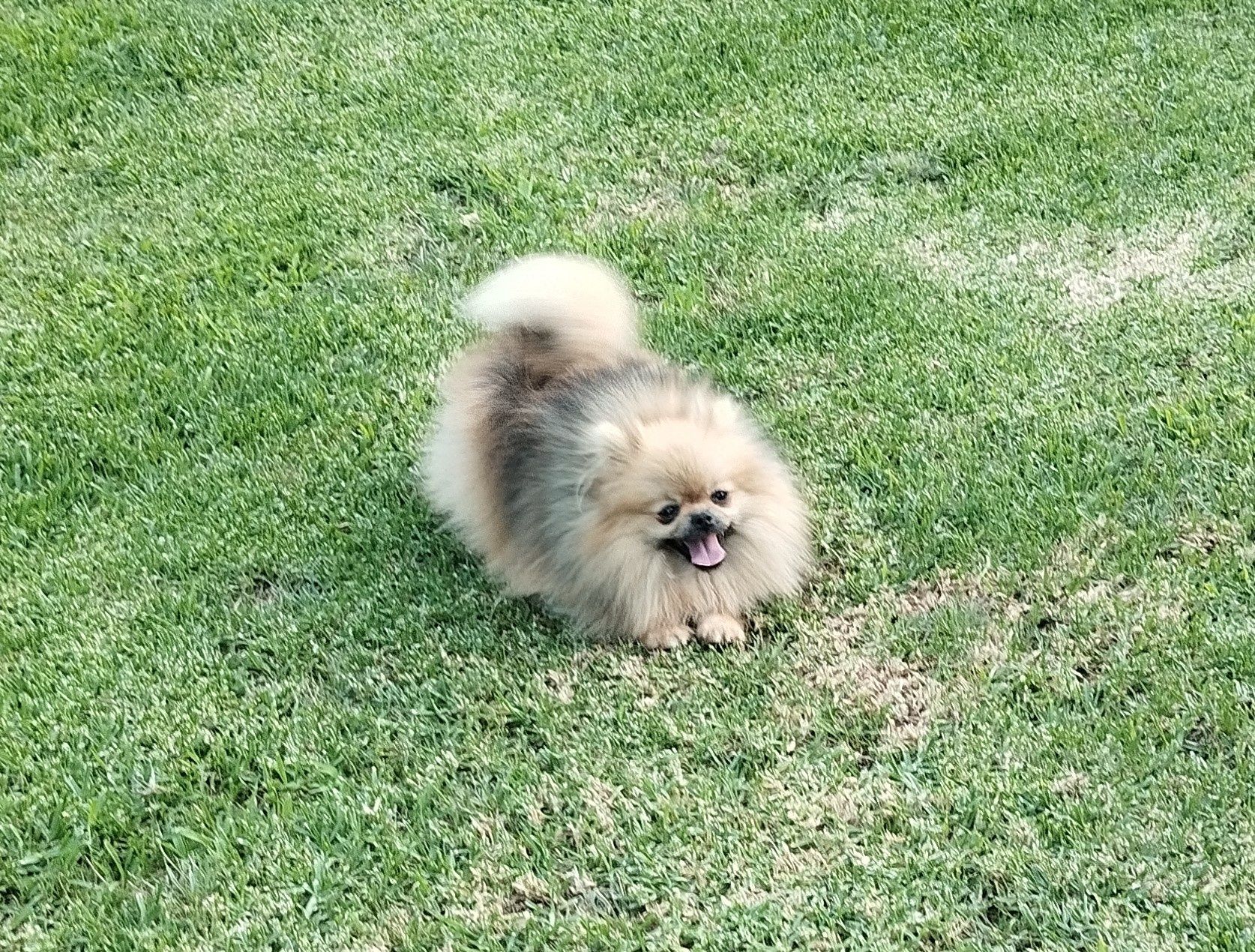 Spitz anão fêmea