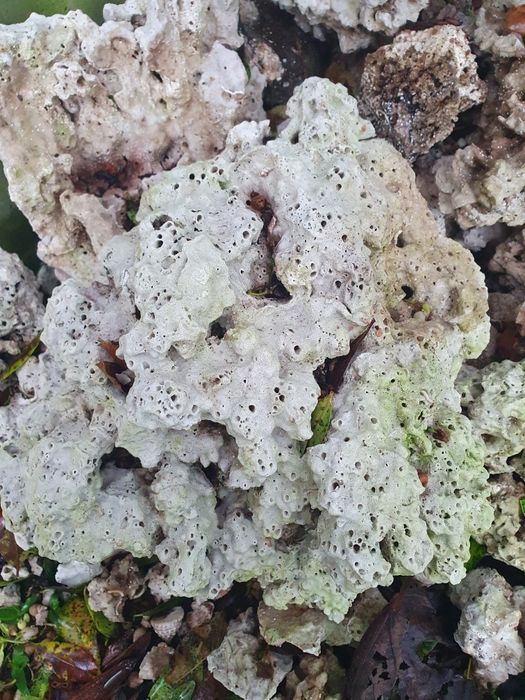 Rochas recife Aquario