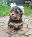 York Black and Tan Czaruś Samiec Samczyk