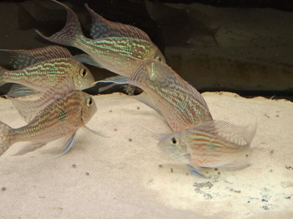 Ziemiojad sveni 6 sztuk