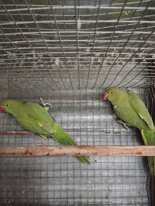 Ring necks para troca