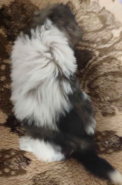 Piesek shihtzu tricolor