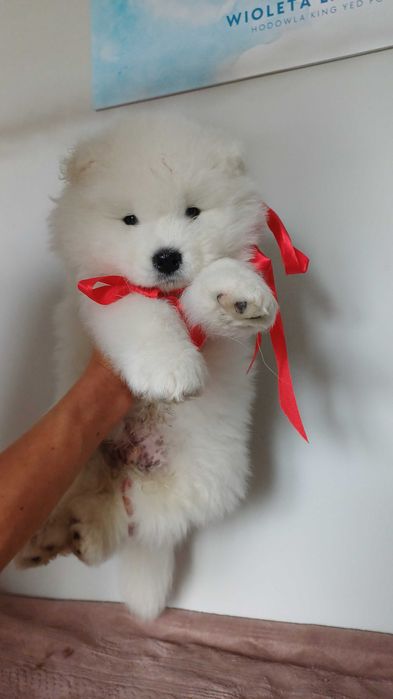 Samoyed ZKwP FCI chłopiec