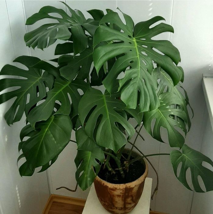 Монстера  делікатесна