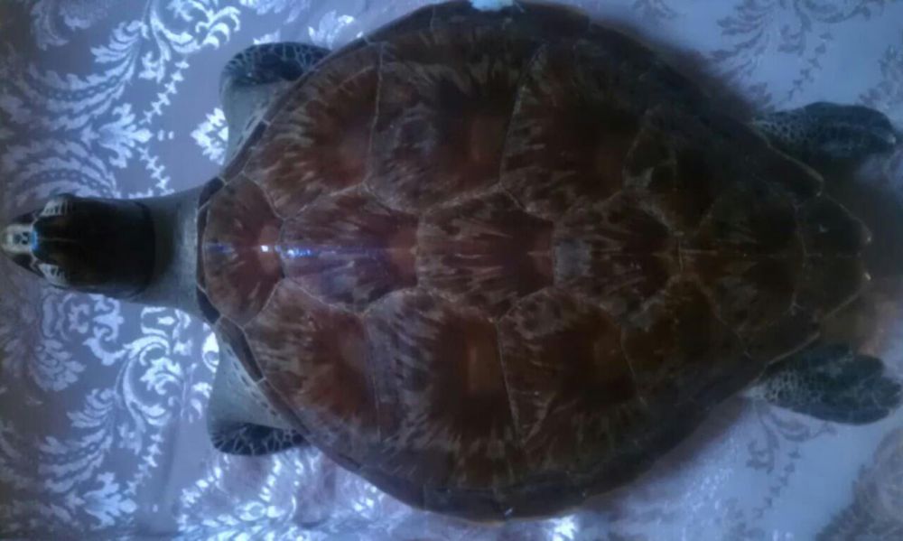 Черепаха морская,чучело натуральное, панцирь с блеском.