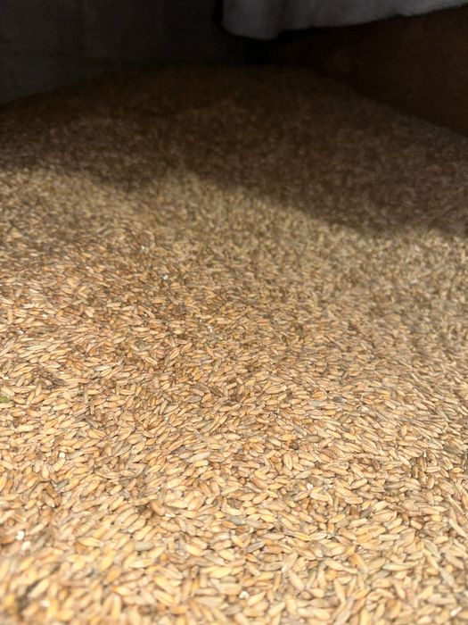 Продам тритикал 10грн