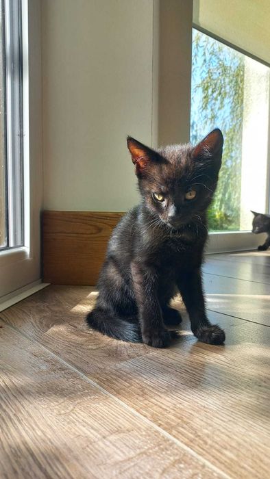 Kotki do adopcji/oddania