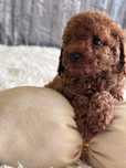 Pudel toy sprzedam